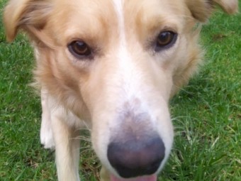 Border Collie - Free - 18mths old