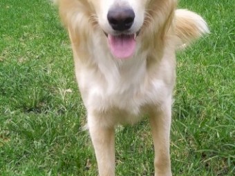 Border Collie - Free - 18mths old