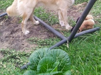 Border Collie - Free - 18mths old