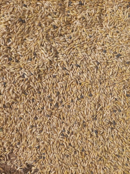 Yallara oats and Timok vetch seed