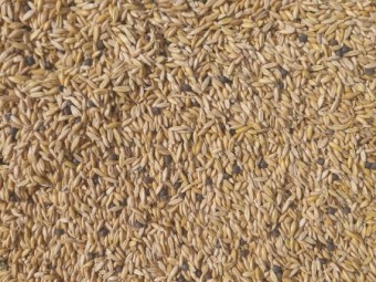 Yallara oats and Timok vetch seed