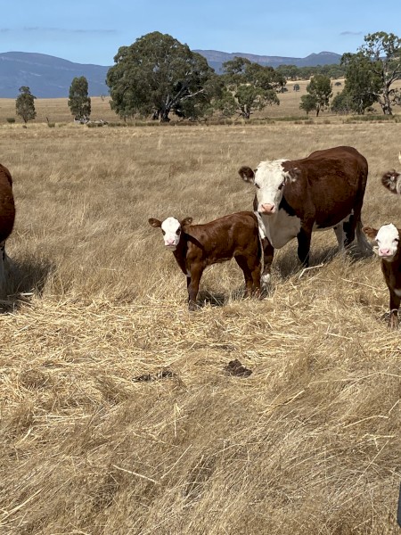 WANTED Land to Lease or Agistment for Cattle