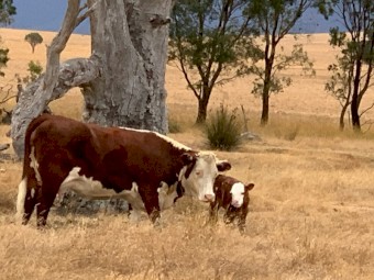 WANTED Land to Lease or Agistment for Cattle