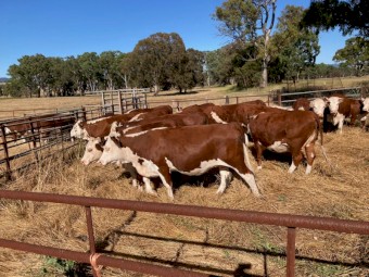 WANTED Land to Lease or Agistment for Cattle