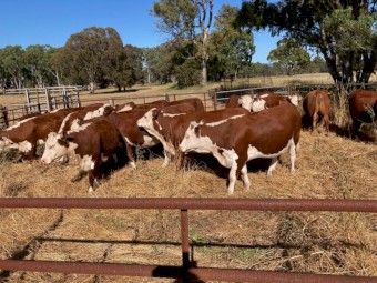 WANTED Land to Lease or Agistment for Cattle