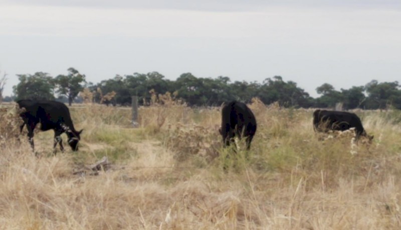 Friesian and Friesian X Steers