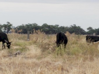 Friesian and Friesian X Steers