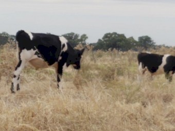 Friesian and Friesian X Steers