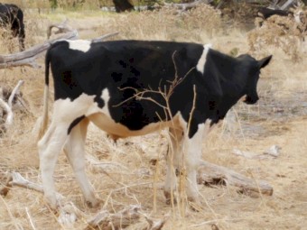 Friesian and Friesian X Steers