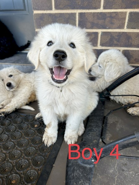 Purebred Maremma Puppies for Sale