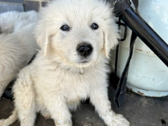 Purebred Maremma Puppies for Sale