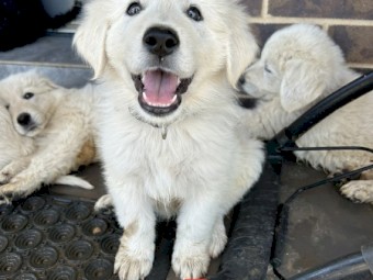 Purebred Maremma Puppies for Sale