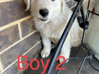 Purebred Maremma Puppies for Sale