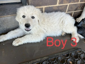 Purebred Maremma Puppies for Sale