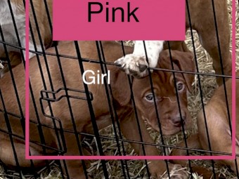 Dogue de Bordeaux x puppies for sale