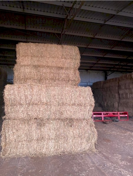 Quality Lucerne Hay 8x4x3 Bales