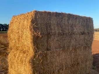 Quality Lucerne Hay 8x4x3 Bales