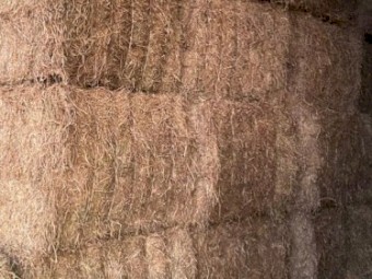 Quality Lucerne Hay 8x4x3 Bales