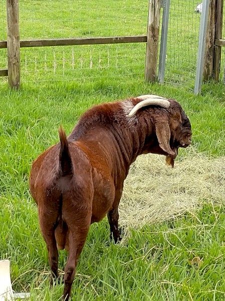 Registered Red Boer Buck