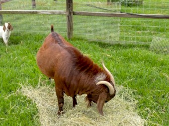 Registered Red Boer Buck