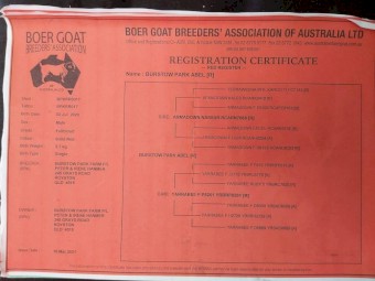 Registered Red Boer Buck