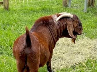 Registered Red Boer Buck