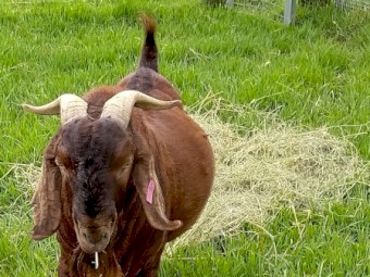 Registered Red Boer Buck