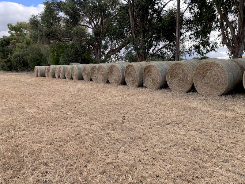 RyeGrass Straw