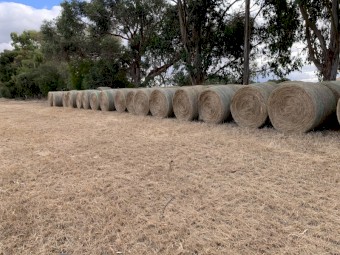 RyeGrass Straw