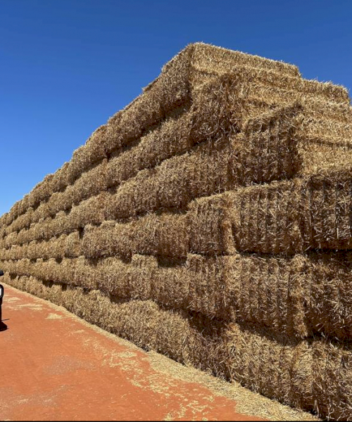 Wheat Tailings 8x4x3 bales