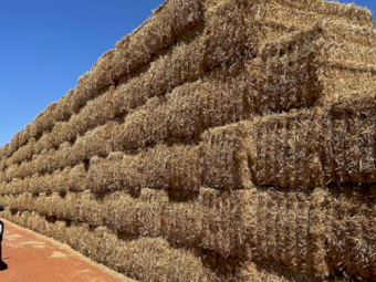 Wheat Tailings 8x4x3 bales