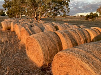 Hay Lucerne & Rye - Round bales