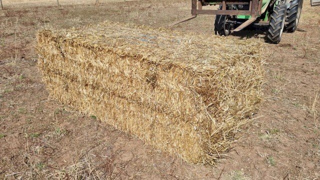 Annual Rye & Clover Hay