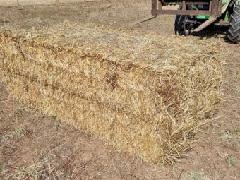 Annual Rye & Clover Hay