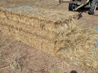 Annual Rye & Clover Hay