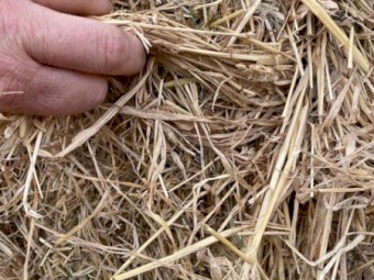 Phalaris/Rye Pasture Hay 545kg 8x4x3 HD Bales