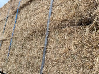 Phalaris/Rye Pasture Hay 545kg 8x4x3 HD Bales