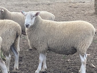 16 Border Leicester Rams 
