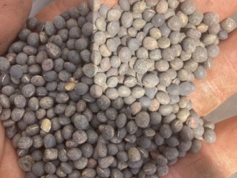 New season Morava Vetch Seed