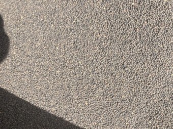 New season Morava Vetch Seed