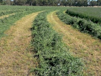 Lucerne Hay for sale