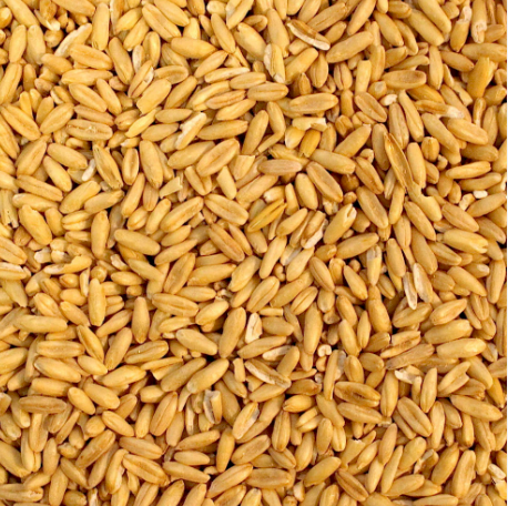 WANTED 10mt Oats Seed