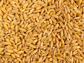 WANTED 10mt Oats Seed