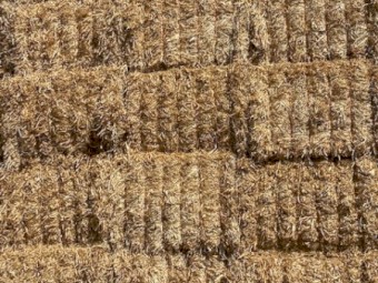 2022 Balansa Clover Hay