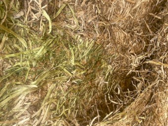 2022 Balansa Clover Hay