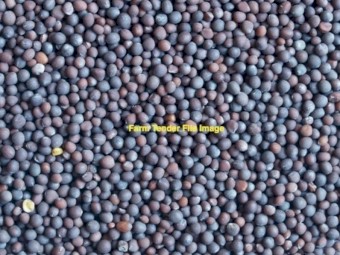 WANTED Benetas Vetch Seed