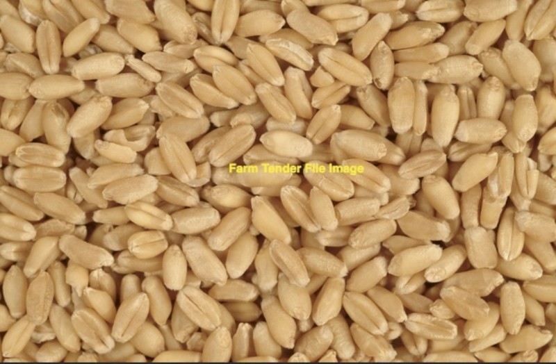 WANTED Illabo Wheat Seed