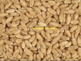 WANTED Illabo Wheat Seed