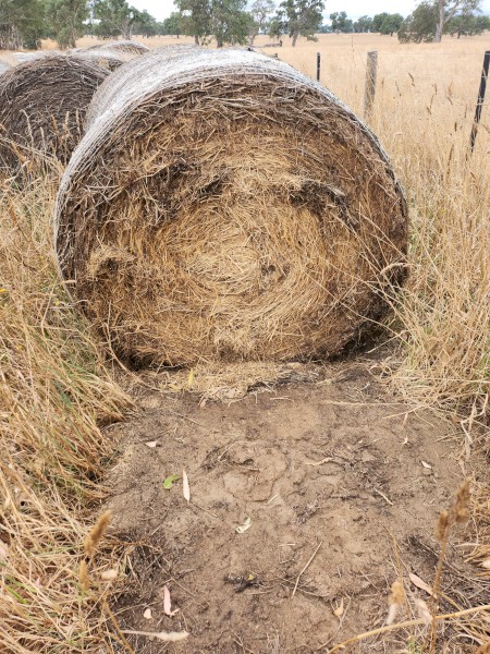 261 x Clover/Rye Hay 5x4 Round Rolls