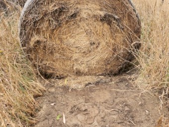 261 x Clover/Rye Hay 5x4 Round Rolls